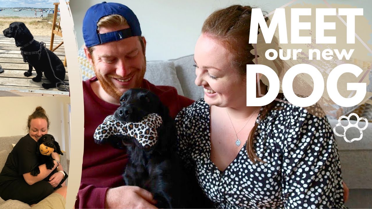 OUR DOG'S HERE! 🐾 Meet Our Cocker Spaniel • Rehoming Our New Family Member 🐶