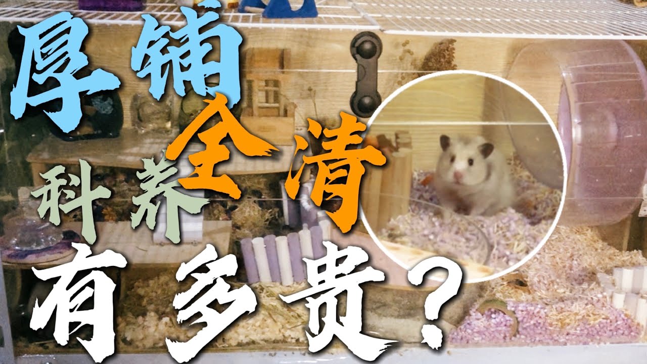 【倉鼠】科養厚鋪墊料全清一次貴嗎｜金絲熊｜鼠籠全清造景｜VLOG