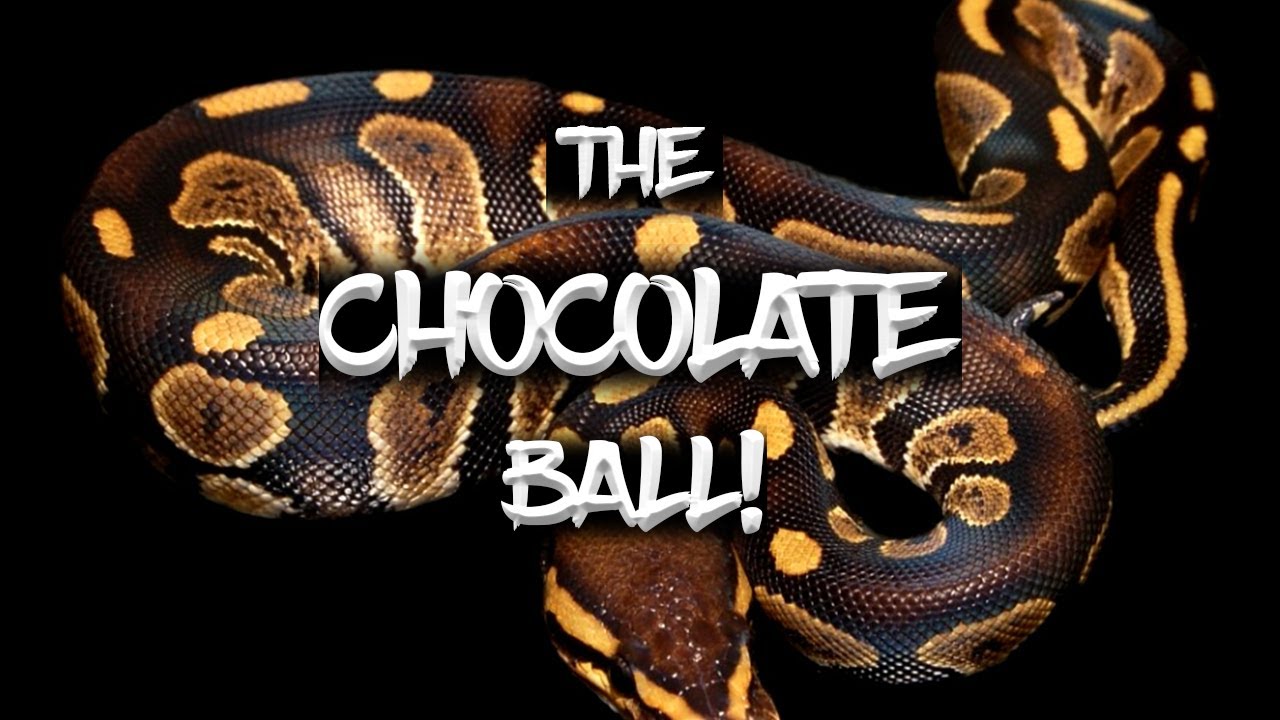 The Potential of the 'Chocolate' Ball Python!