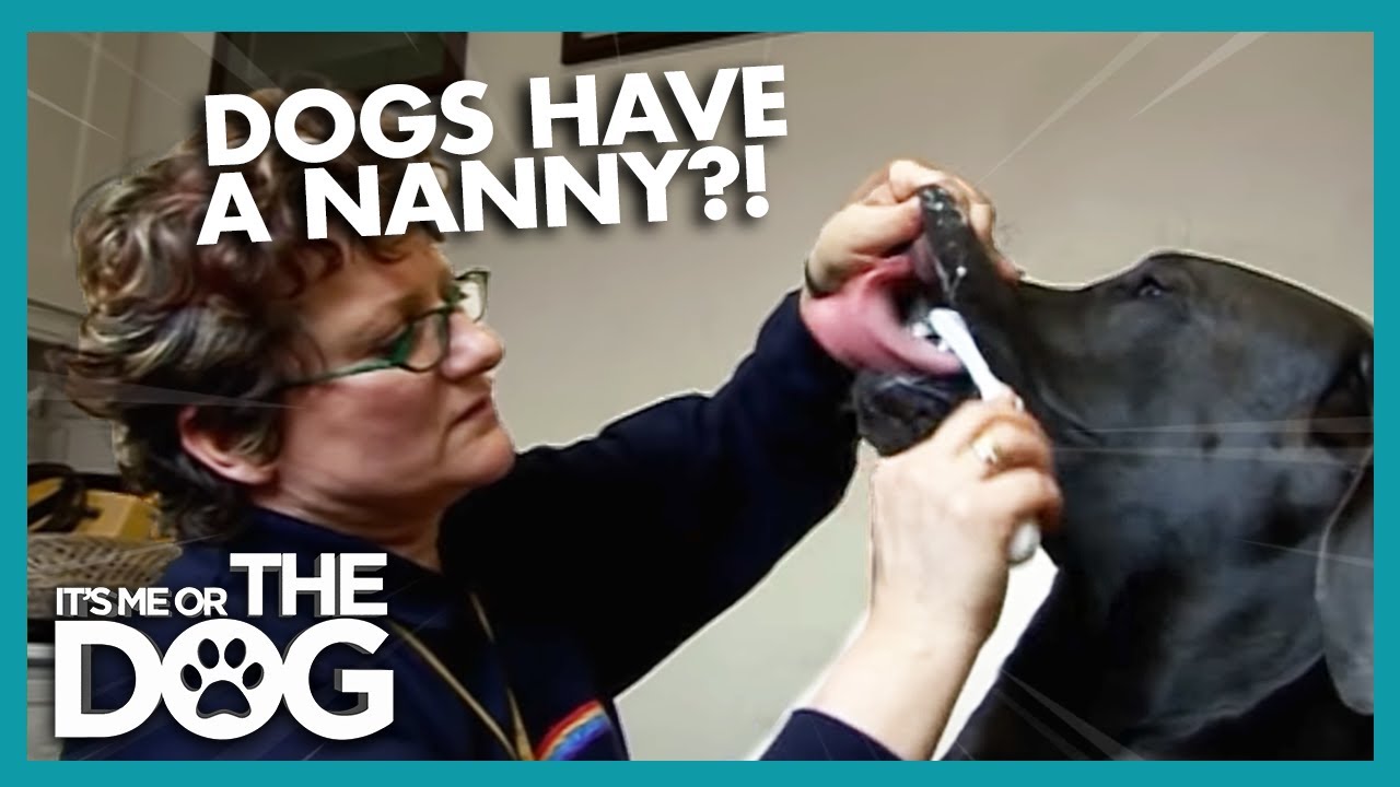 Meet the Luckiest Dogs | It's Me Or The Dog