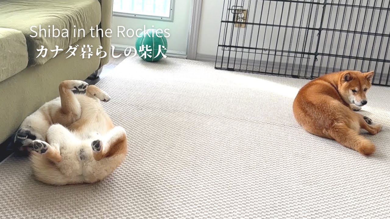 いつのまにか完璧な死んだふり芸を習得した柴犬ソラ【4K】