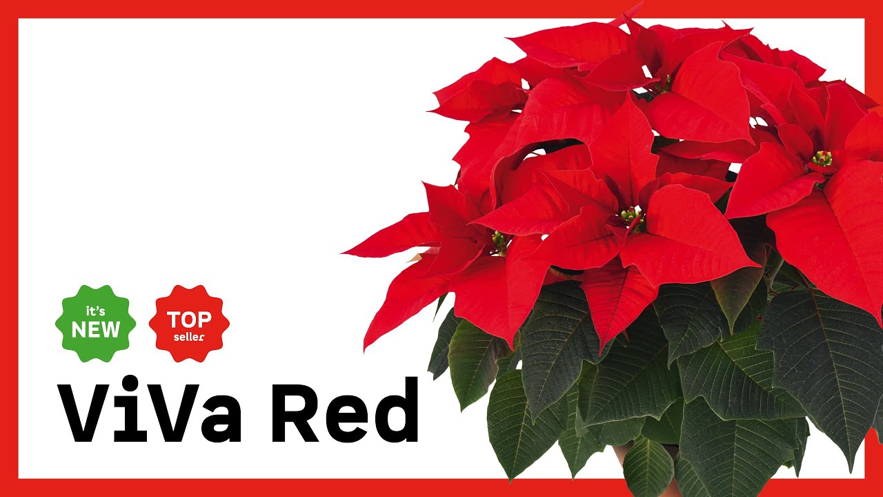 Poinsettia: ViVa Red &ndash; EN