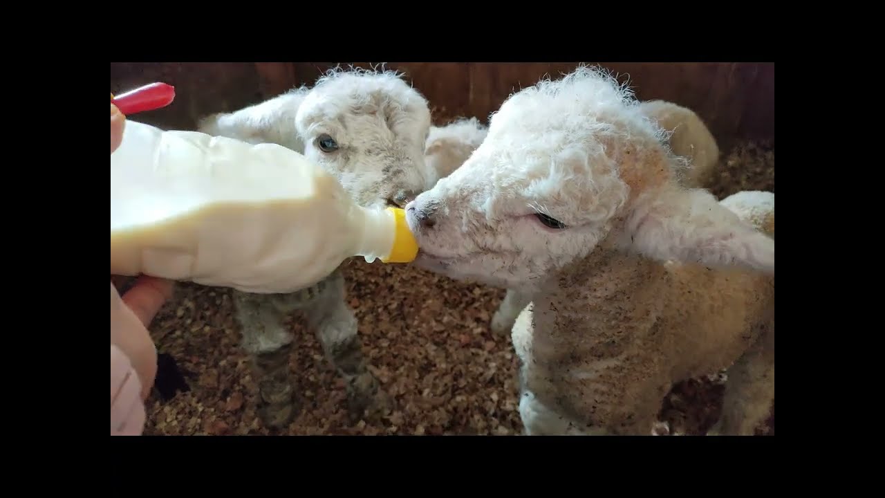 Cute Baby Lambs