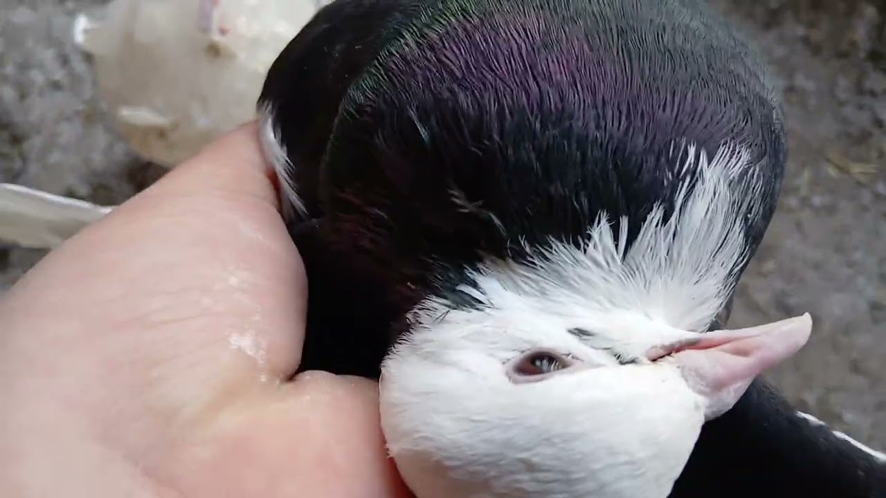 Agalar yeni video geldi sizden bir isteyim var son 6 abone haydi destek iyi seyirler