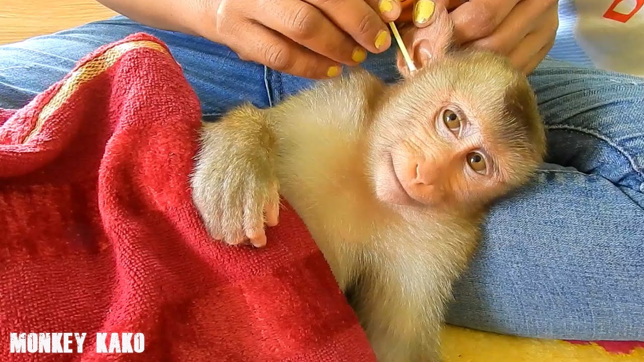 Lovely Mother Take Care And Cleaning Ears For Monkey Kako