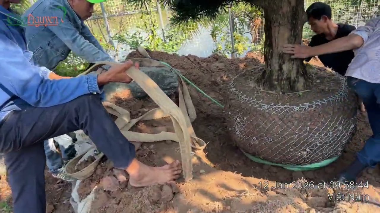 CÁC CHUYÊN GIA ĐÁNH CÂY TÙNG LA HÁN VỀ SÂN VƯỜN NHÀ THỜ NGÀY 12/1/2026