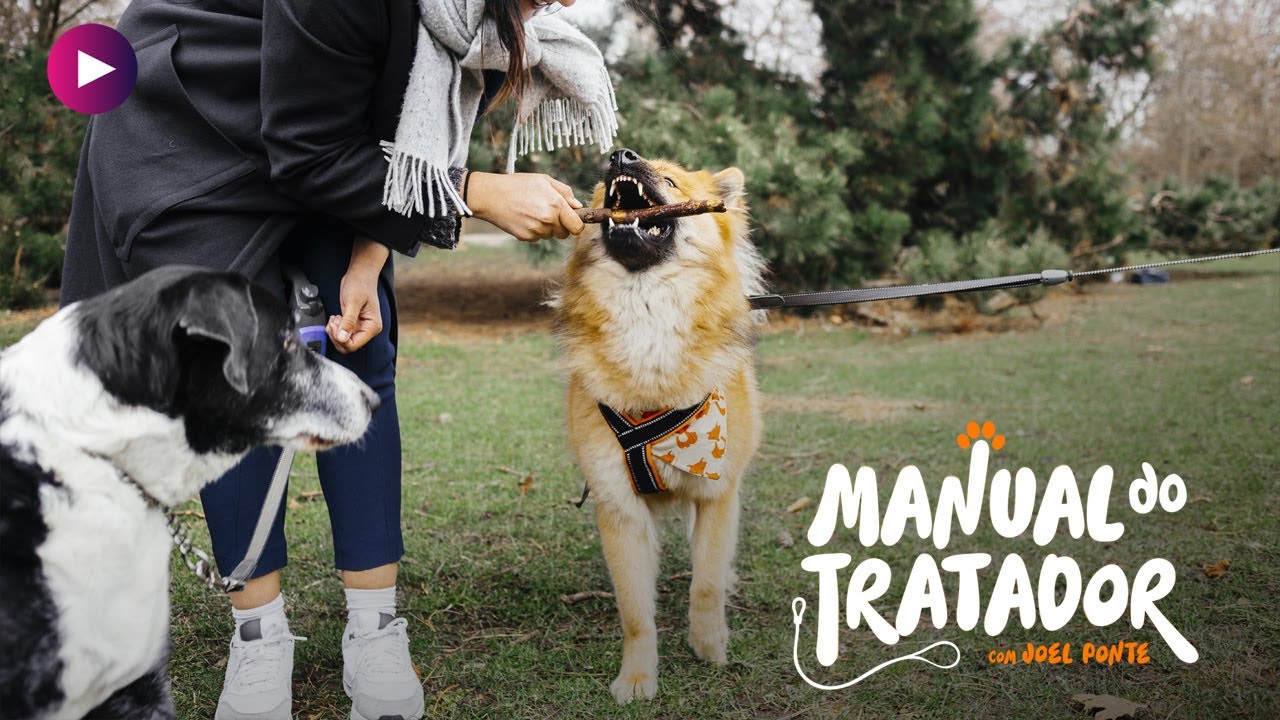 Mais dicas para socializar o seu cão!