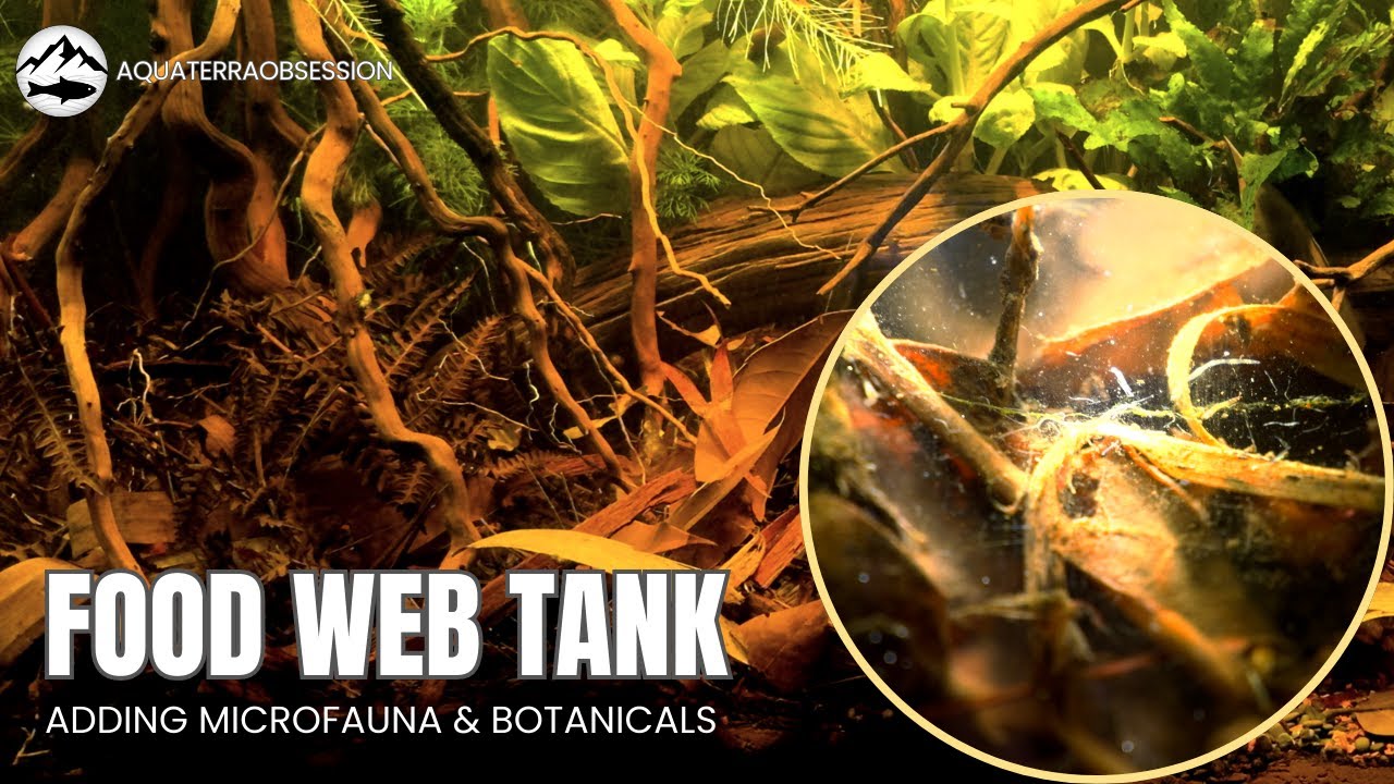 Seeding my food web aquarium with botanicals and microfauna to support my fish tank ecosystems.