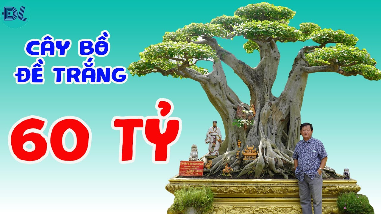 Cây cảnh được treo bảng 'đệ nhất trời nam