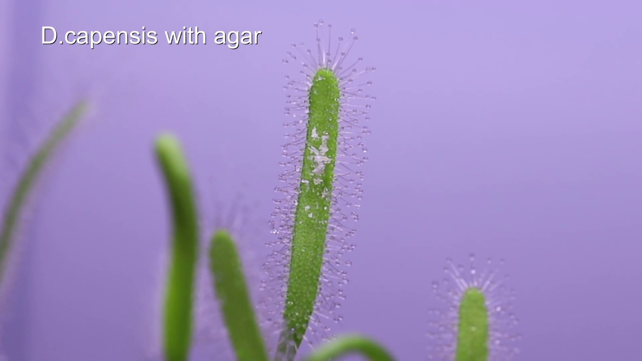 Drosera capensis will kein Agar/ sundew not affected by agar-agar time lapse Zeitraffer