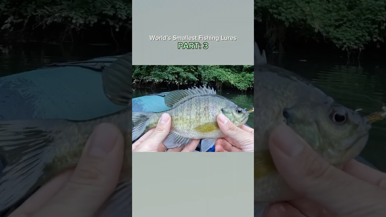 Tiny Lures, Big Test (3/3) - Full Vid out Now!! #fishing #fp #bass #nature #explorepage #fish #lol