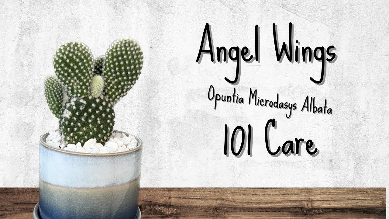 How to Care for Angel Wings Cactus | Opuntia Microdasys Albata