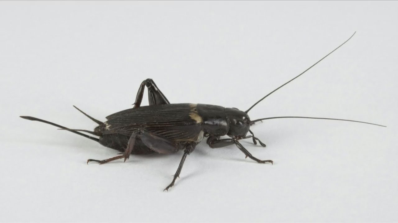 More crickets chirping this summer