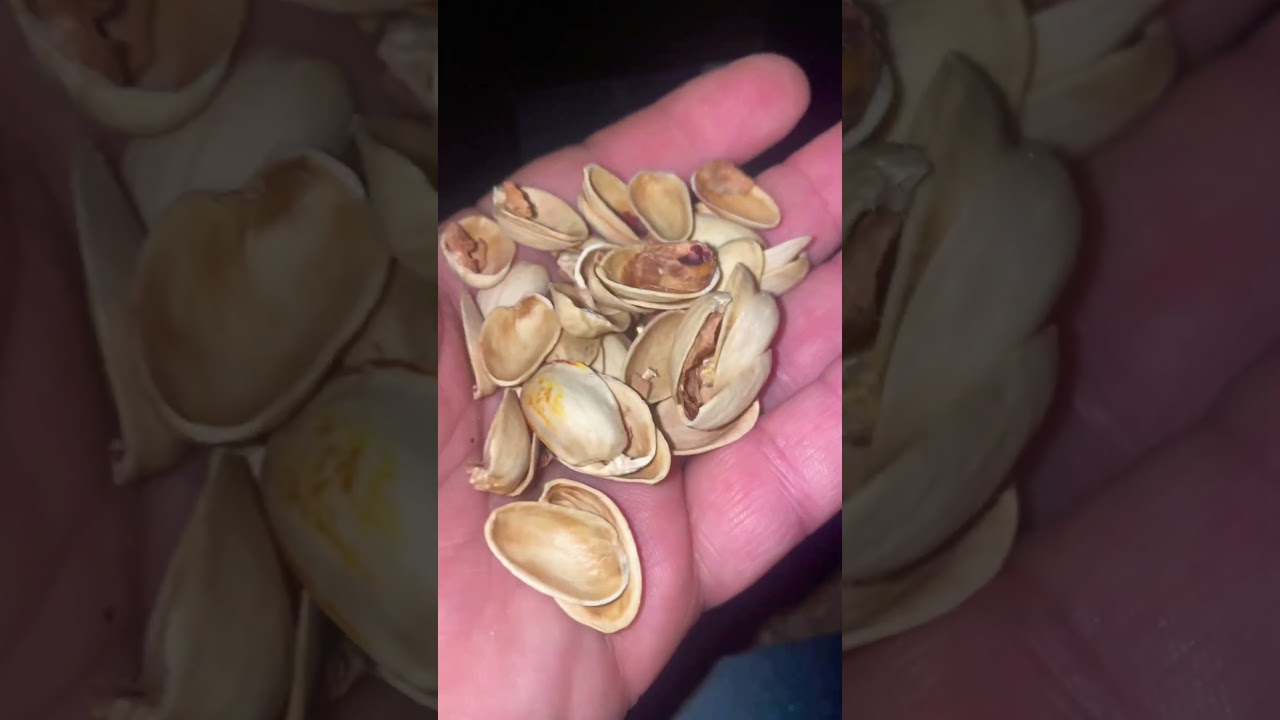 Scaldarsi con i pistacchi #stufa #pellet #pistacchio