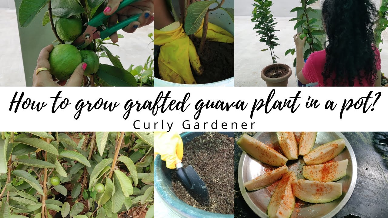 How to grow grafted guava plant in a pot | Easy way to grow guava plant