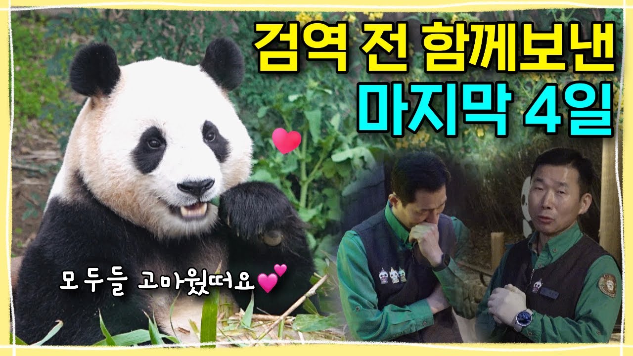 [ep.242] 사랑하는 푸바오가 우리에게 들려준 4일간의 그 뜨거웠던 마지막 이야기✨푸바오의 미소와 할부지들의 눈물을 영원히 기억할게요!