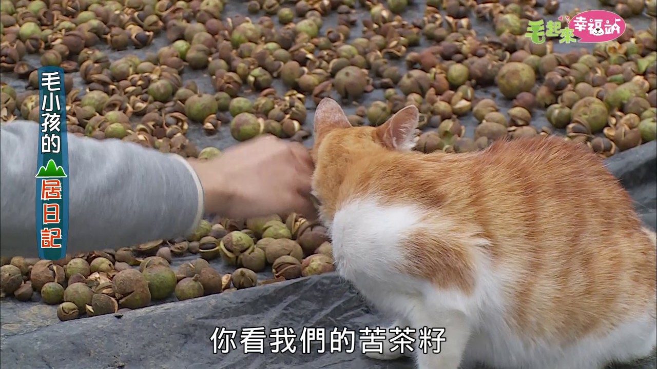 毛起來幸福站《毛小孩的山居日記》