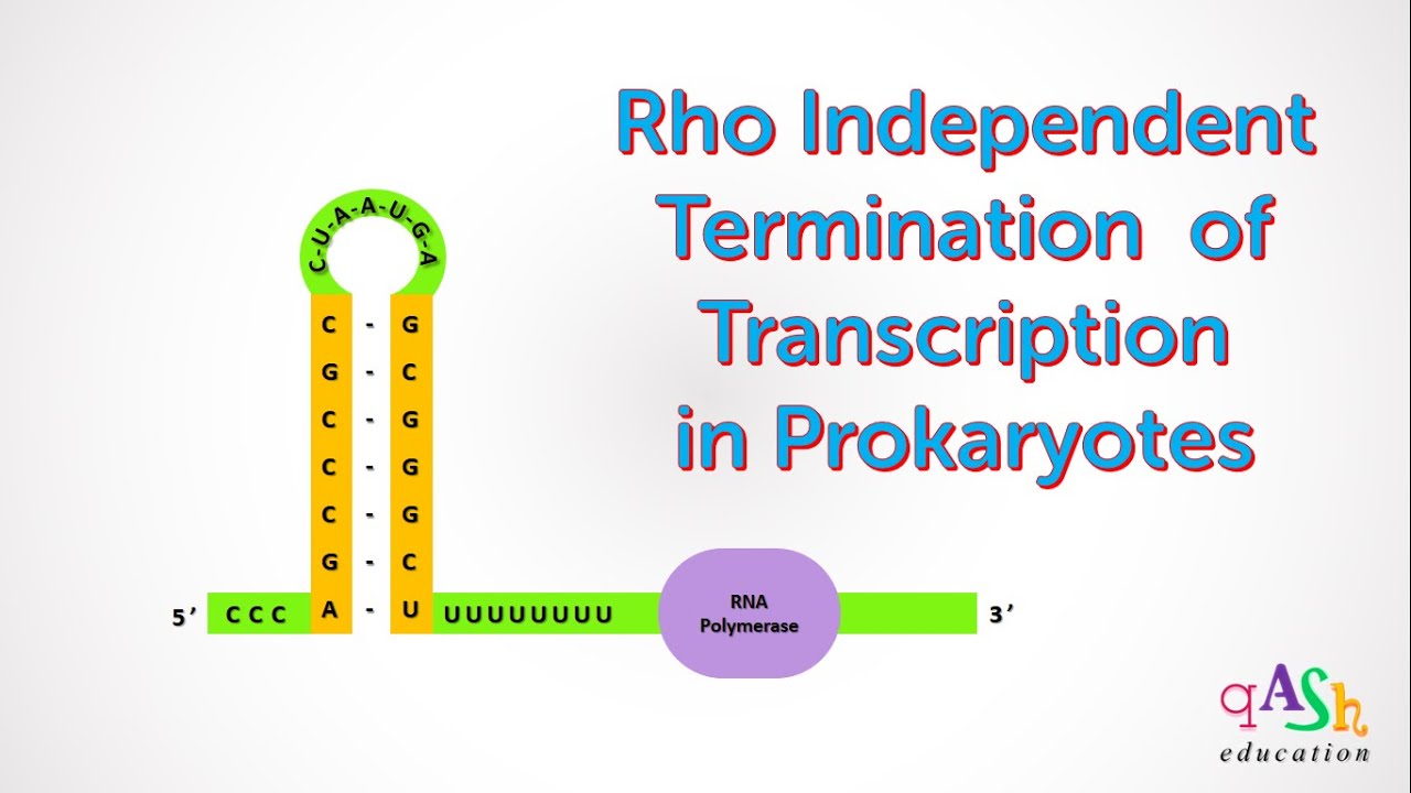 Rho Independent Termination || Transcription in Prokaryotes || Molecular Biology || Biotechnology ||