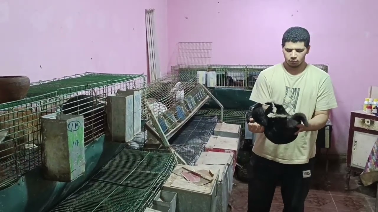يلا نحسب مكسب الارانب بكل سهوله