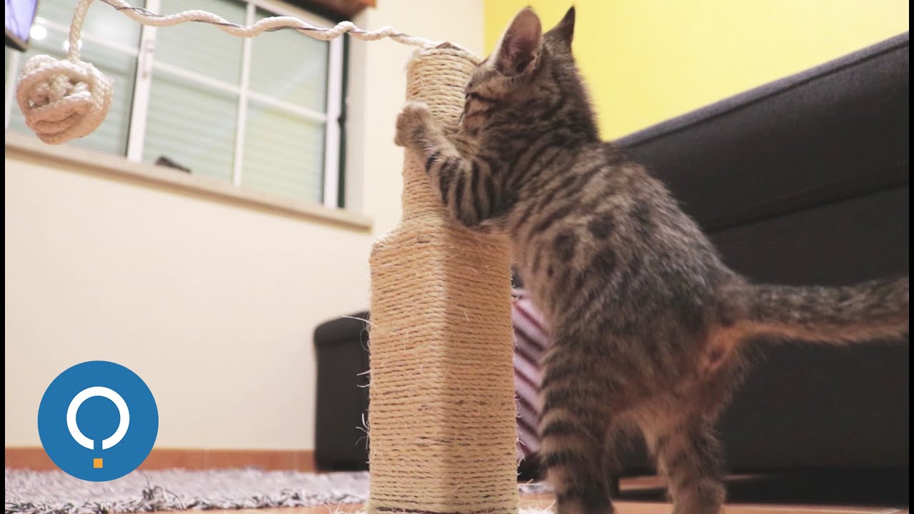 DIY Cat Scratching Post