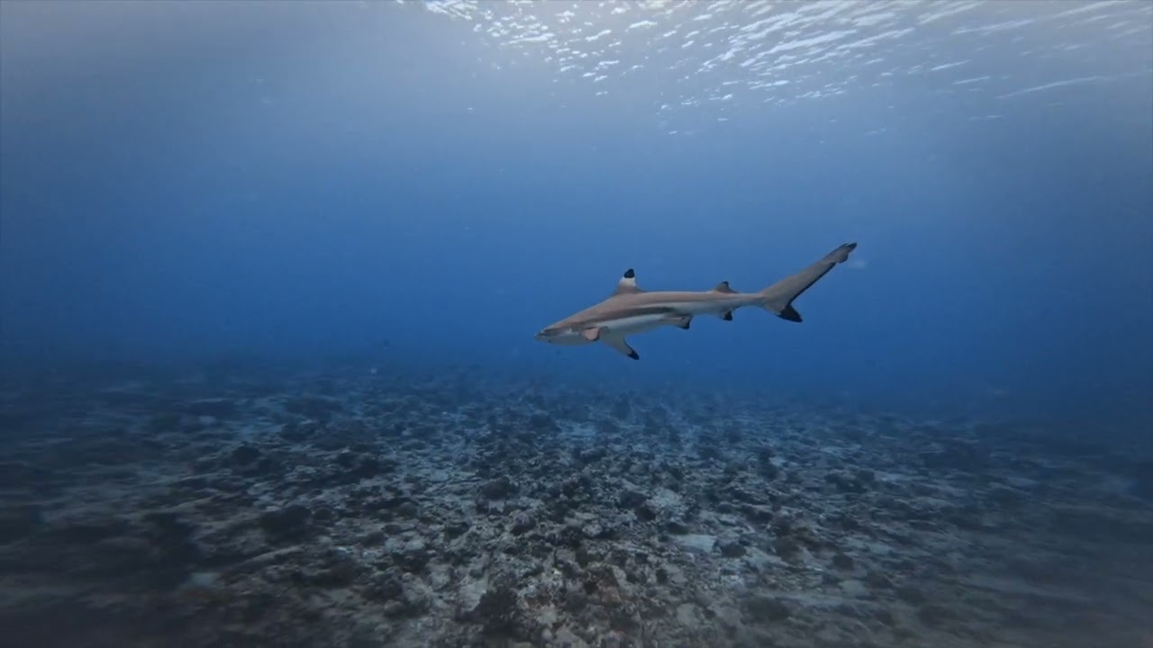 Meeru Maldives - Swimming With Sharks
