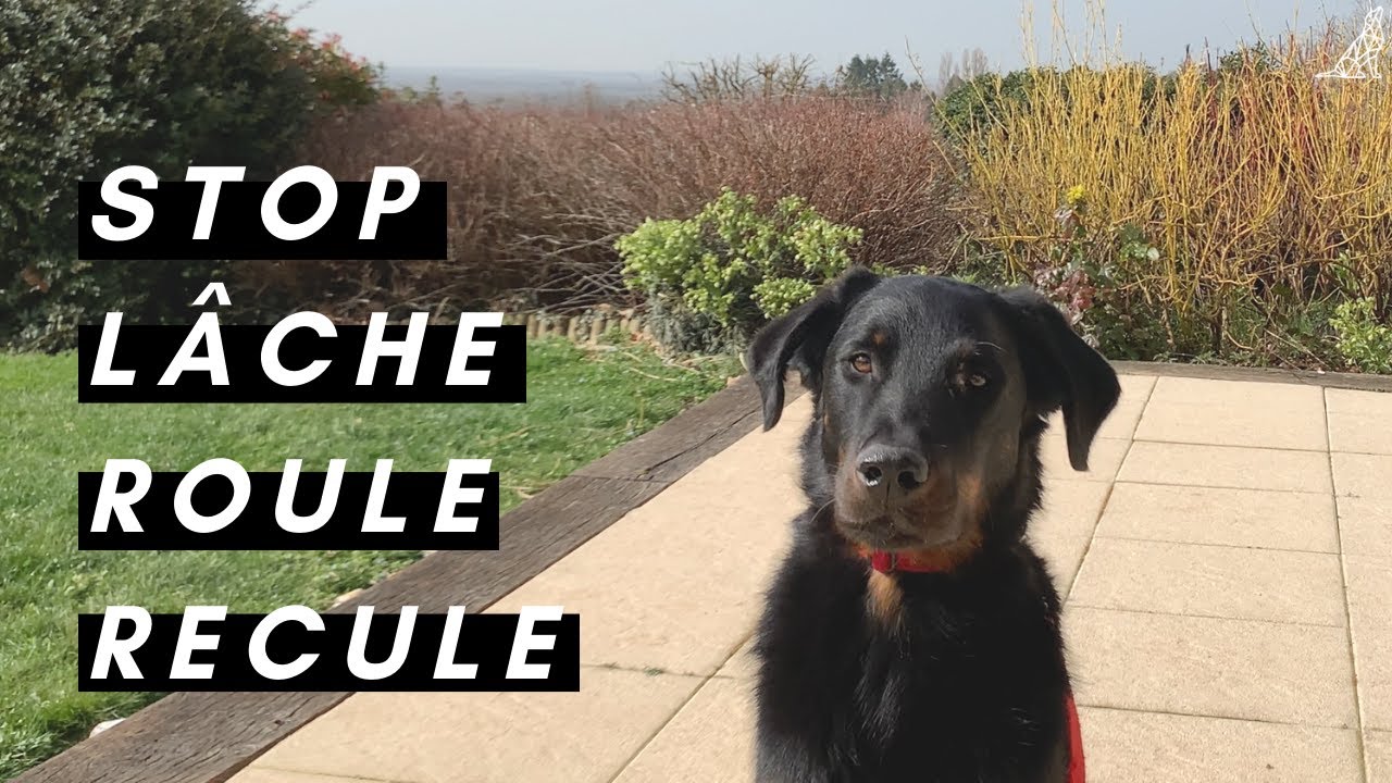 COMMENT J'AI APPRIS CES 16 ORDRES À MON CHIEN