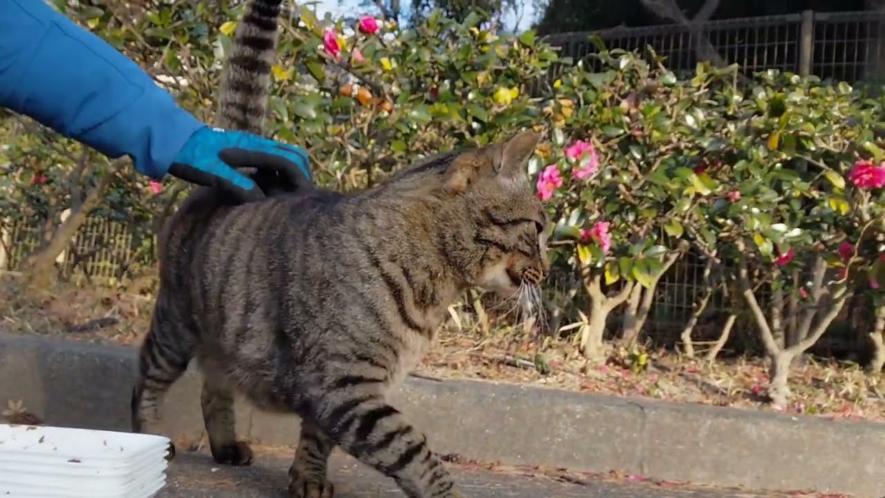 呼ぶと専用ボックスから出てきてくれたキジ太君❗昨日は忙しかったかな？お膝の上に乗り甘えん坊タイム⤴️ゴシゴシ⤴️ご飯食べてくれるまで時間かかったキジ太君何だニャン♥️