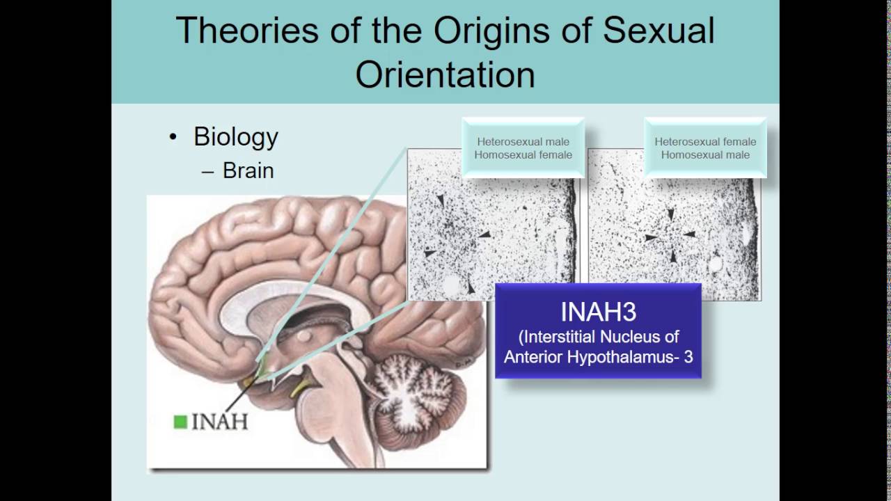 Human Sexuality Ch 11 Brain and orientation