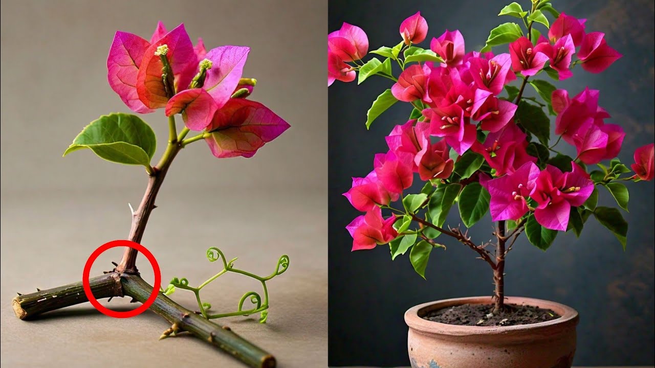 Is This the Biggest Mistake When Growing Bougainvillea?