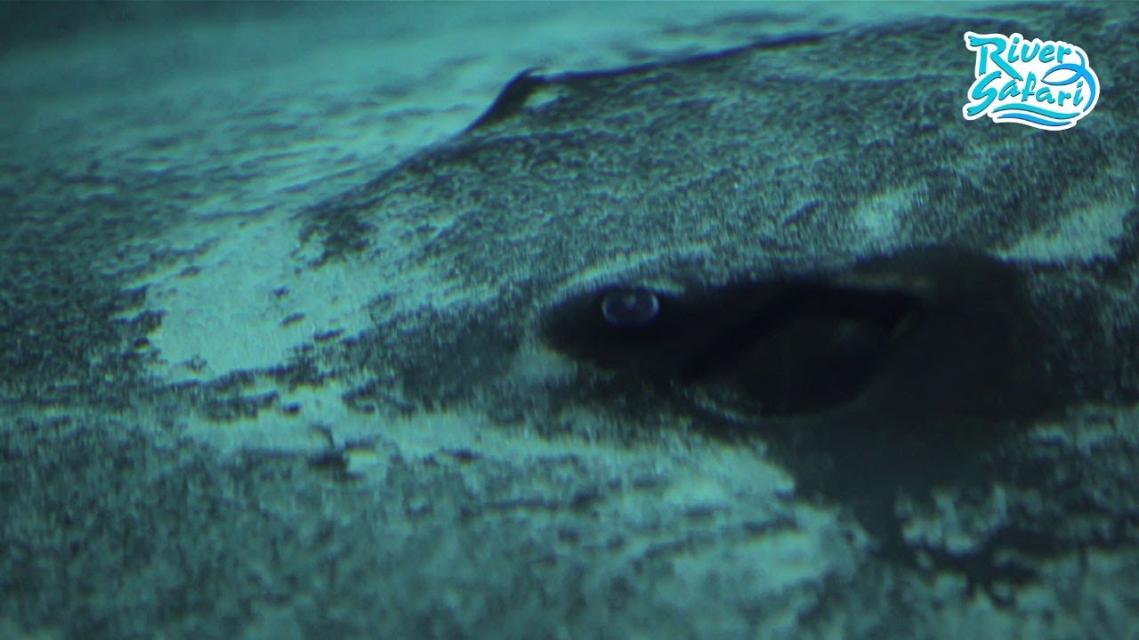 River Safari: Introducing the Giants