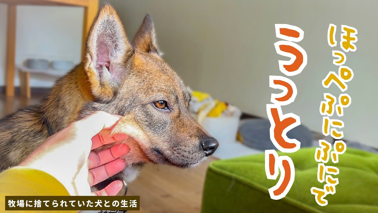 チャーリーのほっぺたをぷにーっとできた日＆ママを手助けしよう！