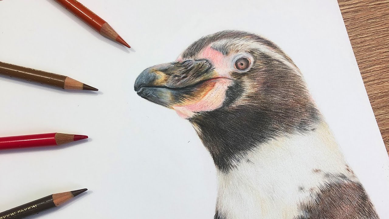 ✸ Real Time Penguin Tutorial ✸ Colored Pencil Drawing Tutorial
