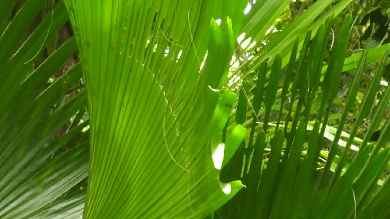 A palm tree with  big palm leaves