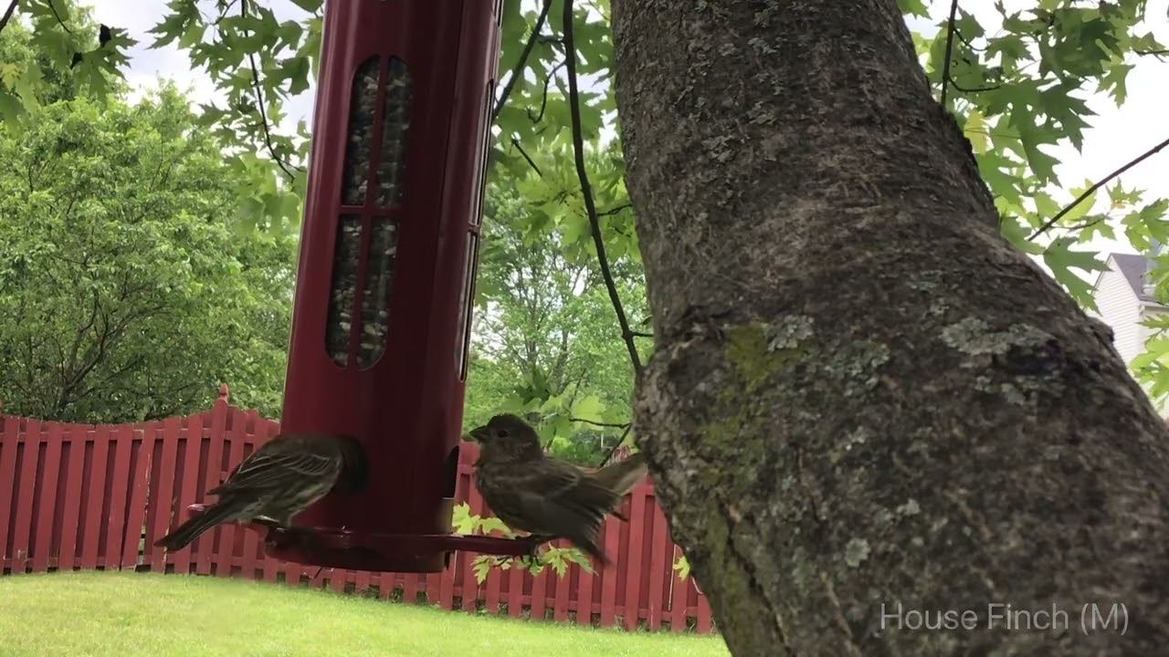 Tree Feeder #1