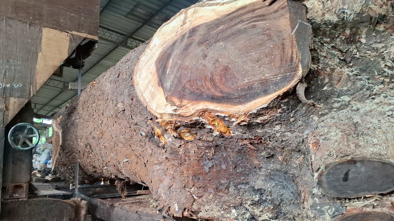 ancient tree stump sawing skills