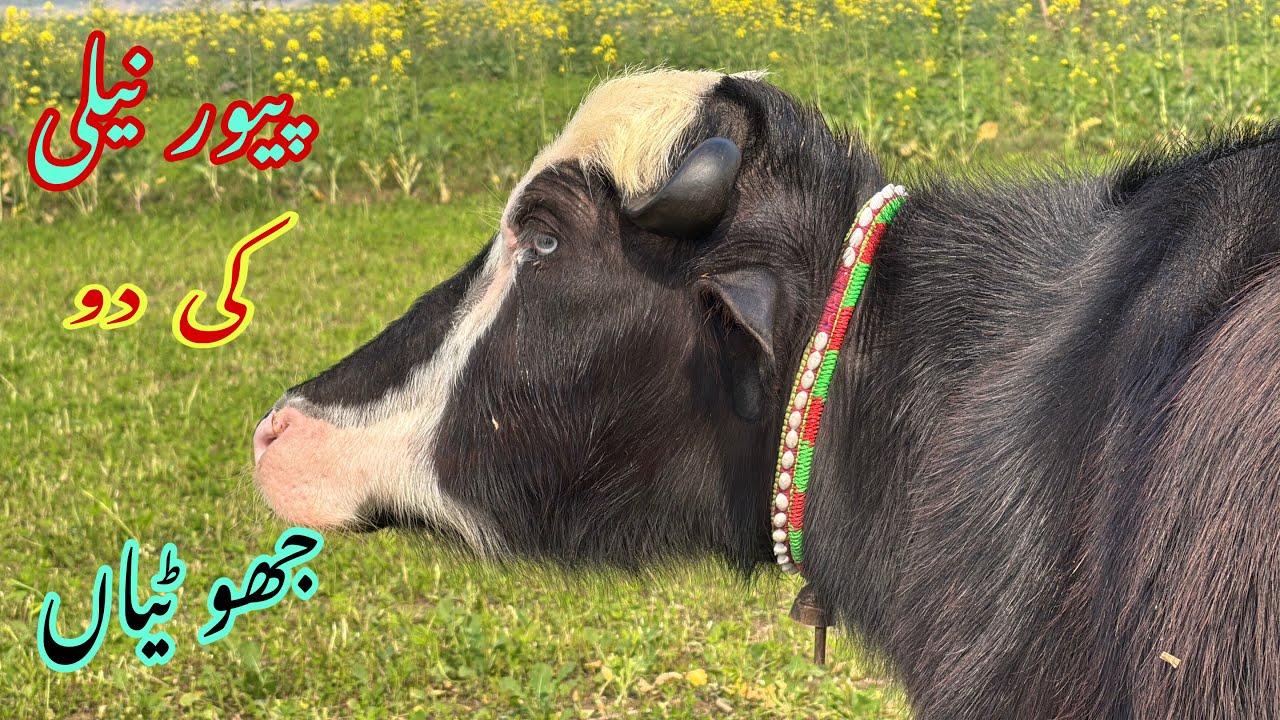Pure Nilli high milking buffalo for sale in Punjab Pakistan on YouTube 18/01/2026￼