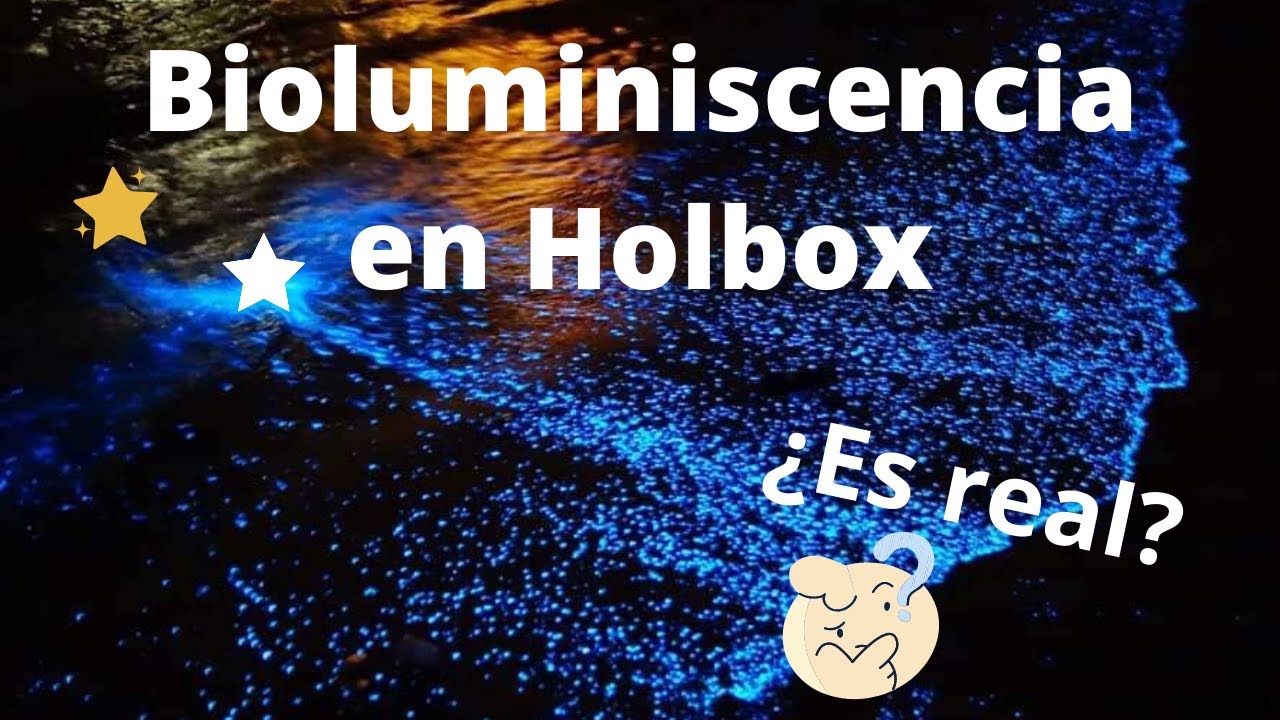 BIOLUMINISCENCIA EN HOLBOX🌟⭐️✨