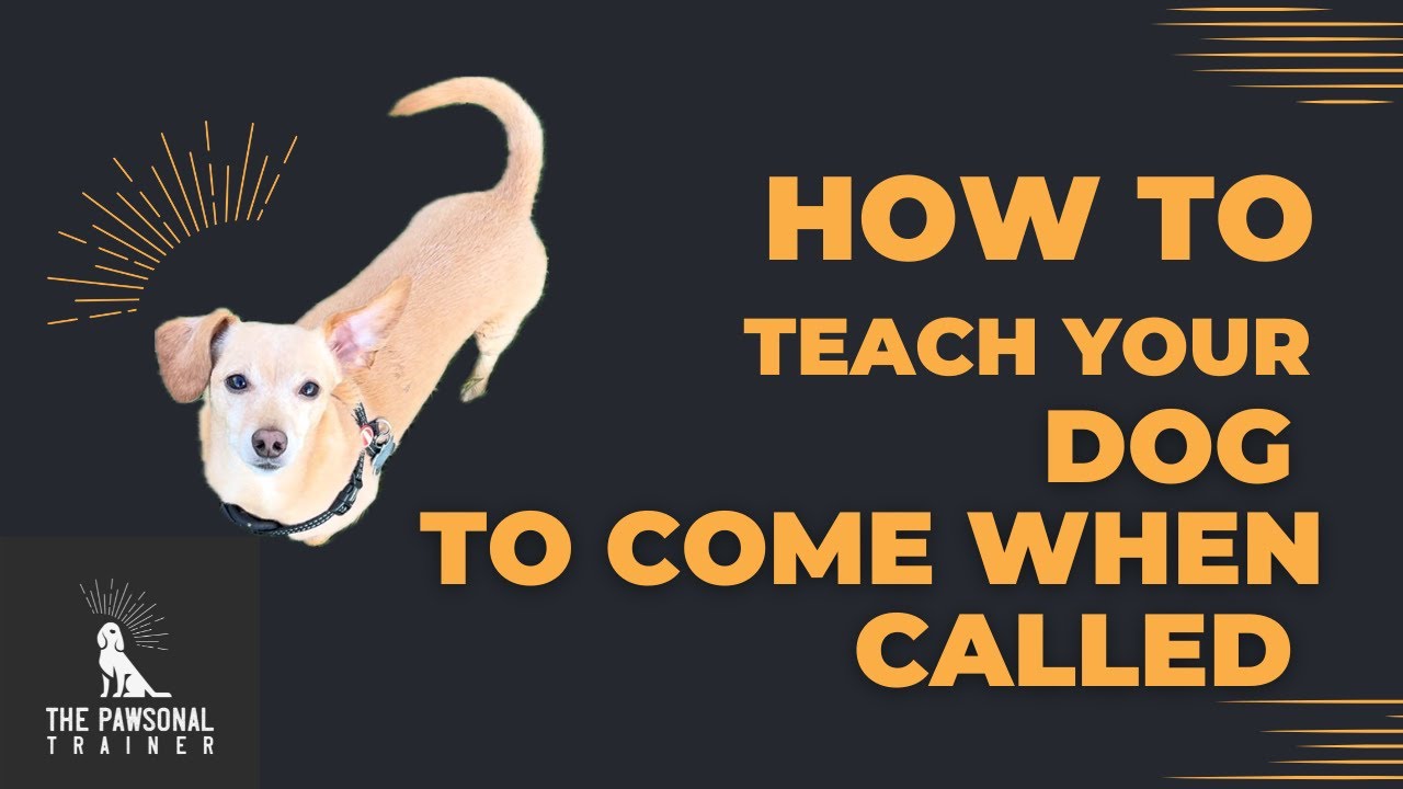 How to Teach Your Dog to Come When Called