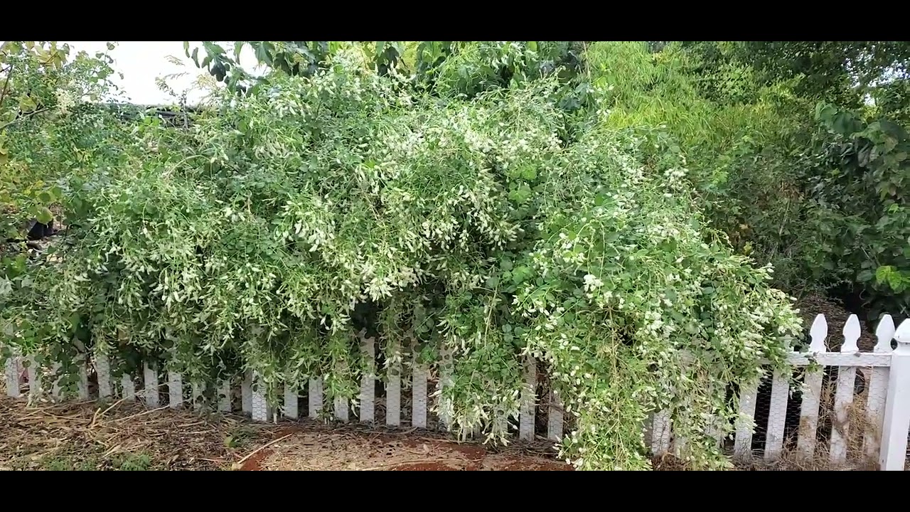 Sweet Almond bush, full sun plant, EXTREMELY fragrant, Phoenix AZ