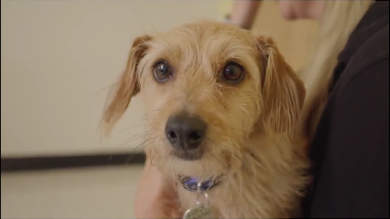 Spotlight on Wagging for Warriors & Mayor's Alliance for NYC's Animals