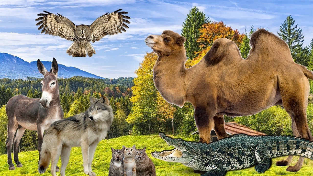 Super Planet Zoo! Name And Sounds Wild Animals crocodile, camel, wolf, crow, dolphin