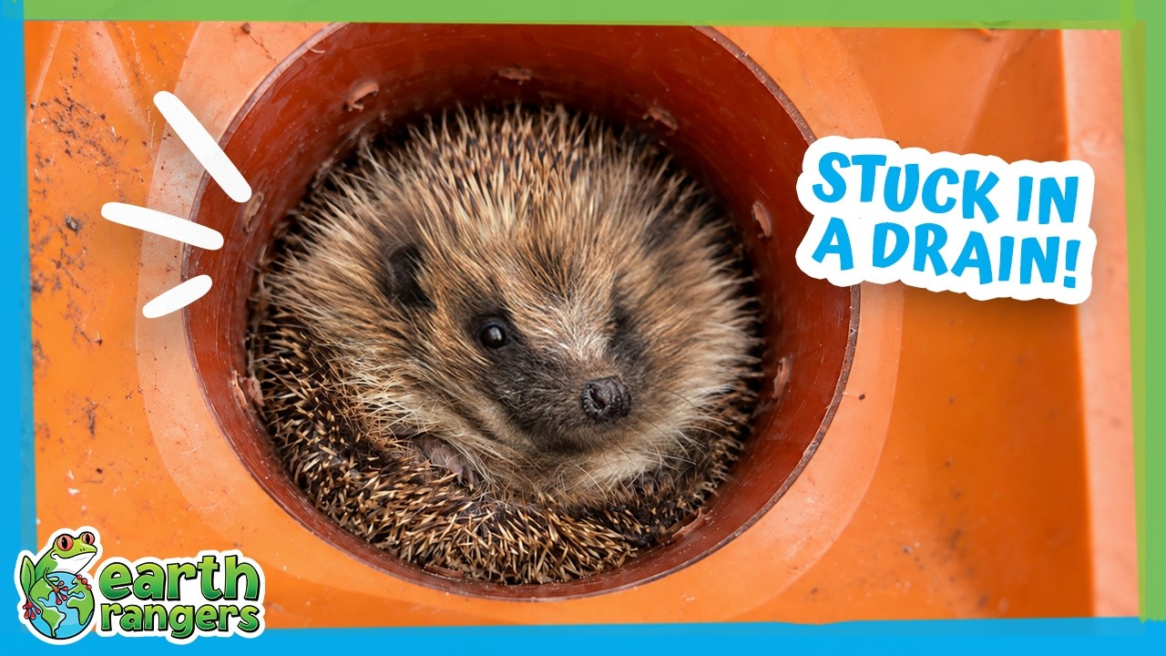 A Tiny Hedgehog Got Stuck in a Drain and Needs Help! 🦔 | Earth Rangers