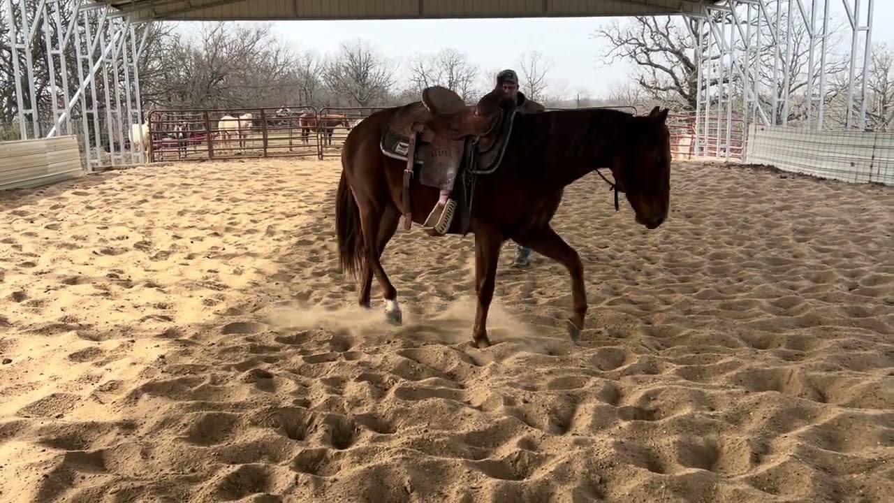 Cowboy’s 3rd day of training. Cowboy is a 3 year old colt that came to my barn barely halter broke.