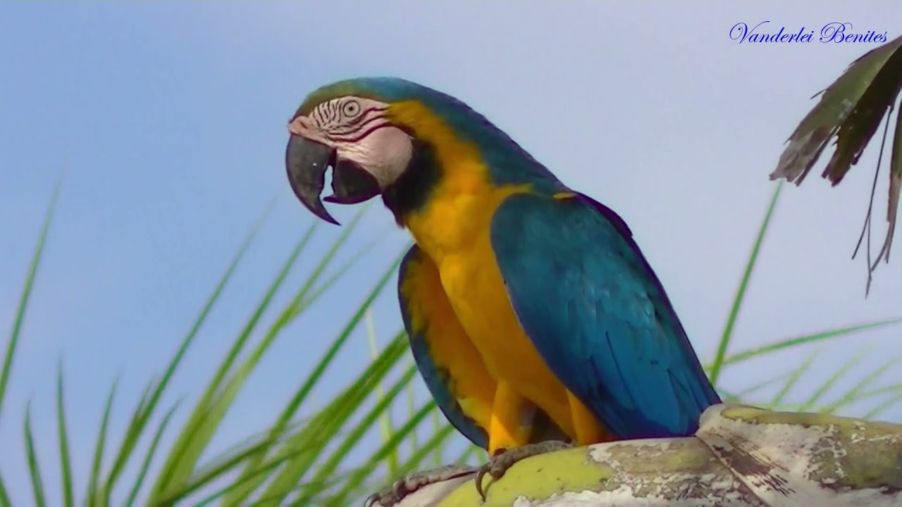 O canto da Arara-canind&eacute; livre na palmeira