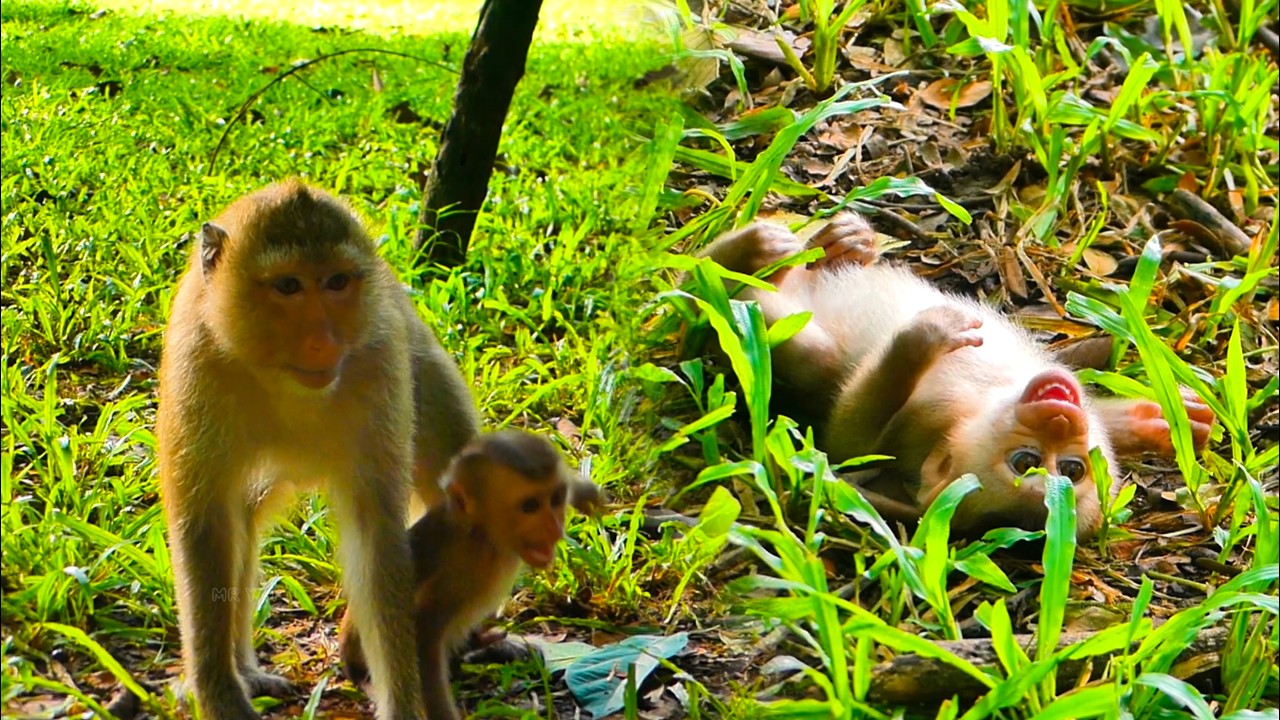 Newborn Baby Monkey Cries Loudly After Sister Rainbow Stops Hugging and Caring for Her