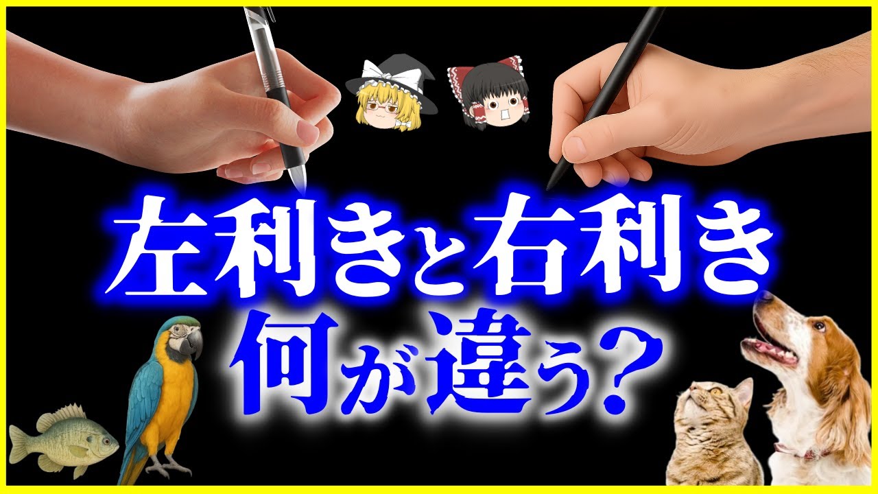 【ゆっくり解説】なぜ人類は&ldquo;右利き&rdquo;に偏った？右利きと左利き、何が違う？を解説/動物にも利き手がある!?利き手にまつわる進化の謎