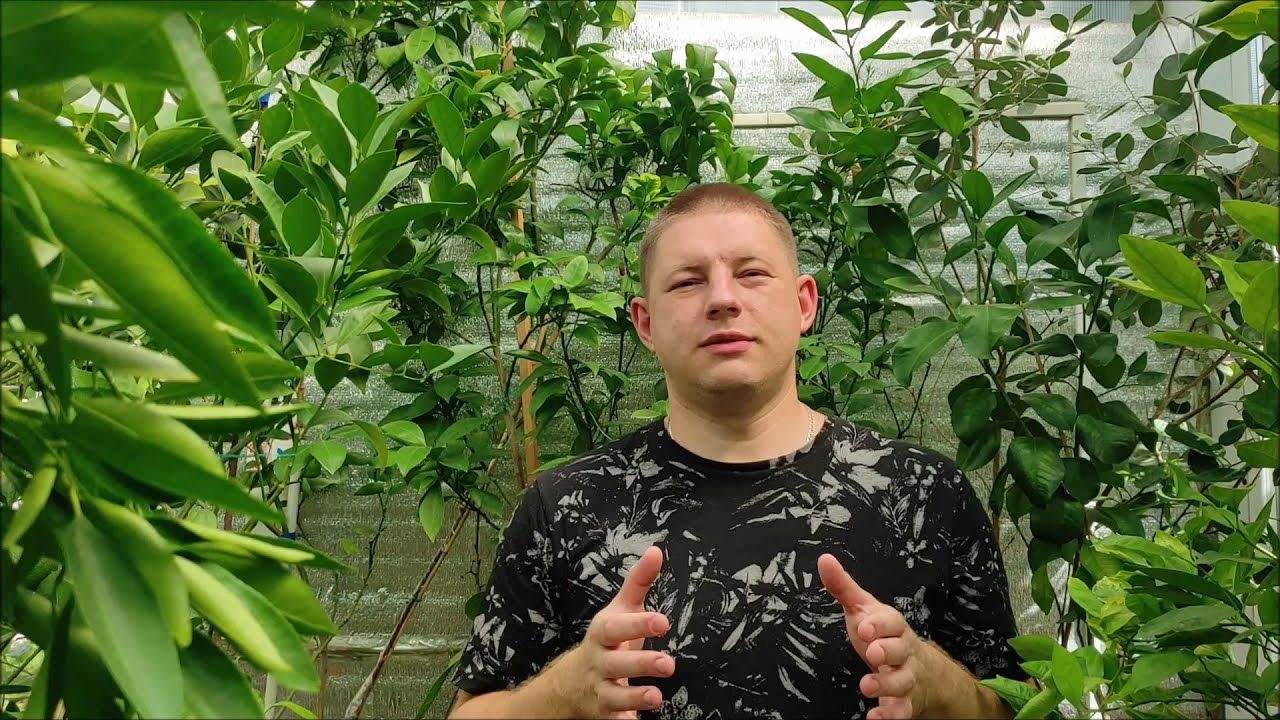 Підщепи для цитрусів. Характеристики та особливості на власному досвіді.