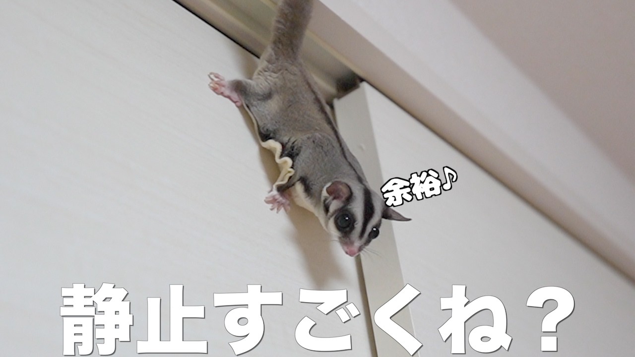 フクロモモンガ4匹の日常！静止と喧嘩で新年早々カオスです