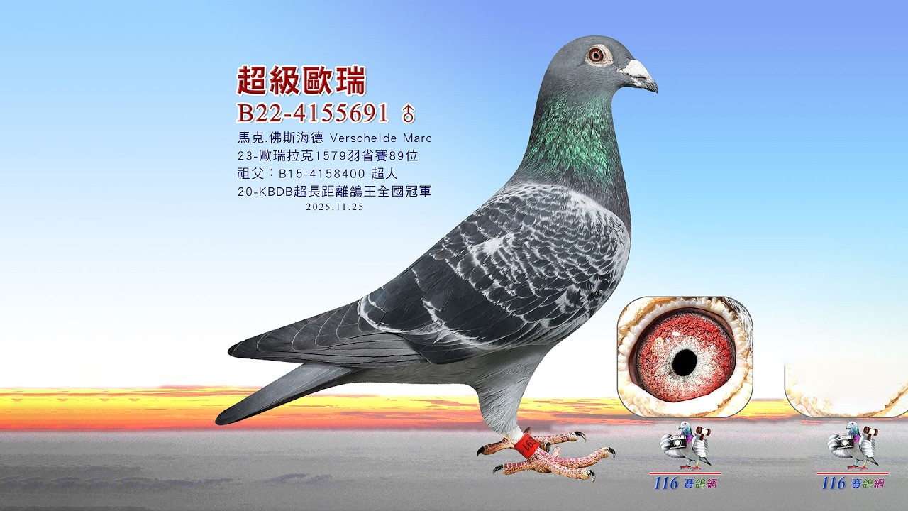 【馬克 佛斯海德】B22-4155691 【紀錄】2023歐瑞拉克1579羽省89位