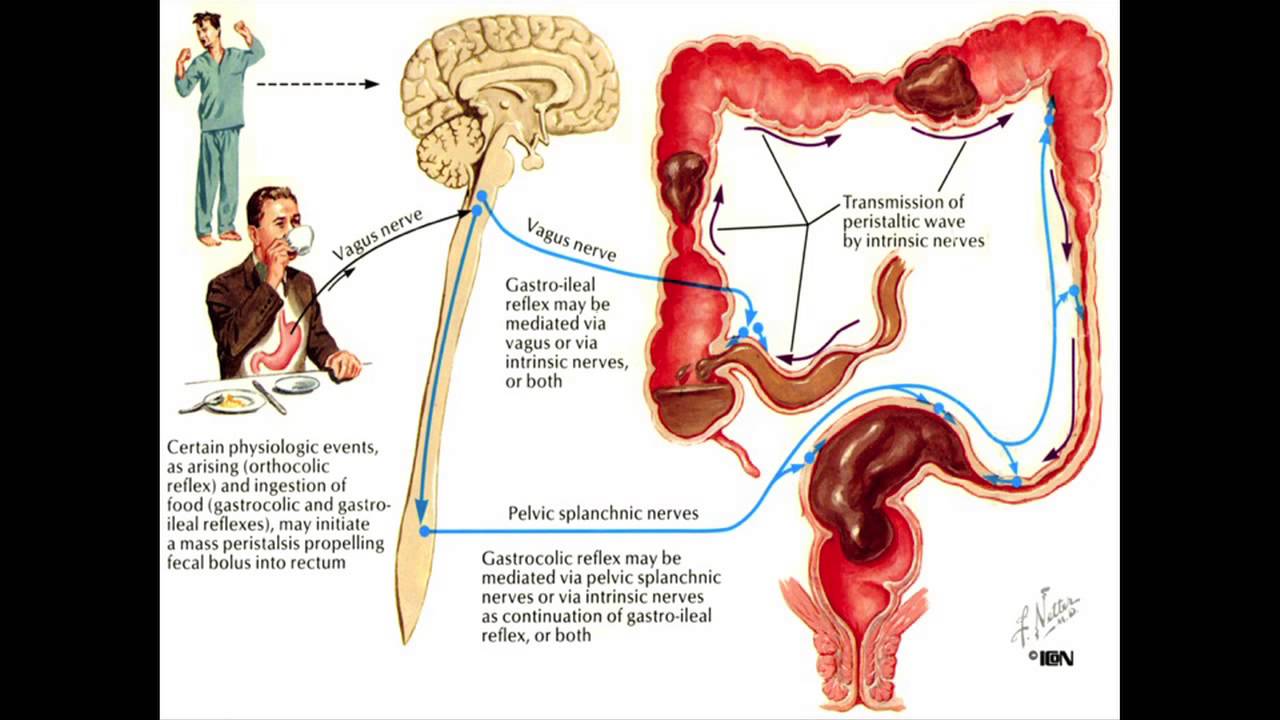 Constipation and the Colon - Mayo Clinic